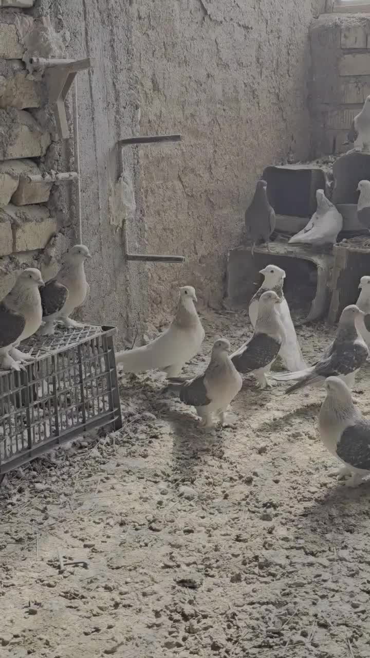 ترکیه ای پرنده ها بیضا هسن|پرنده|بانش, |دیوار