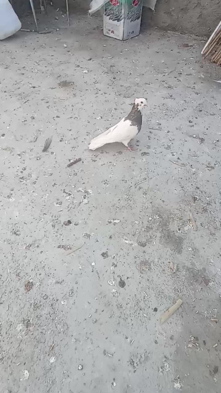 یه ماده طوقی خوشکل|پرنده|زابل, |دیوار