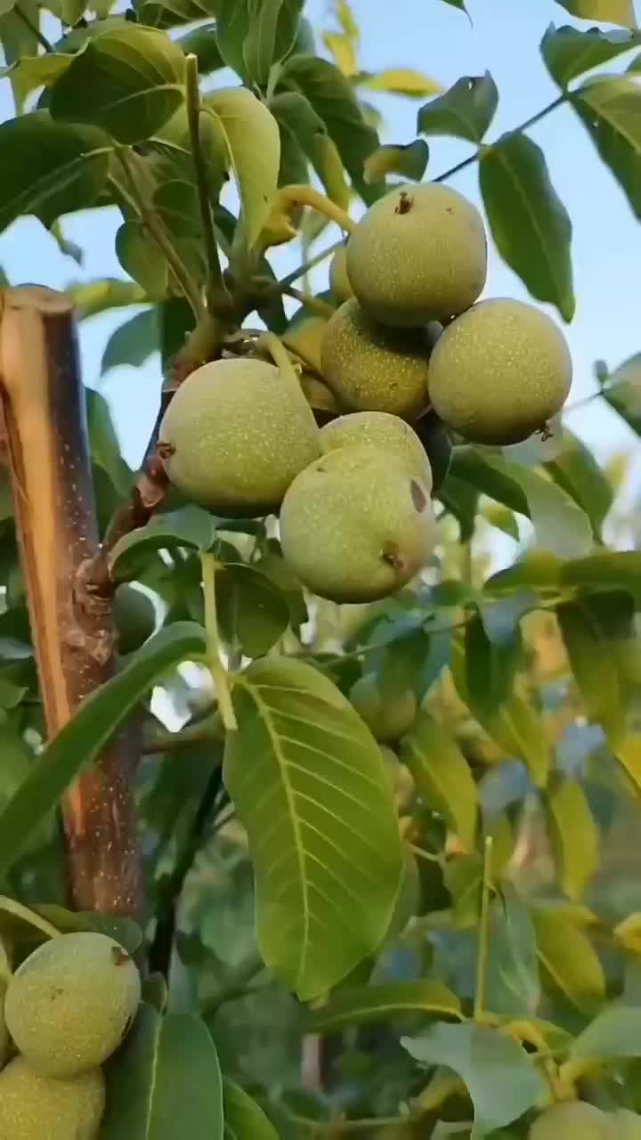 نهال دوساله مراغه|خدمات باغبانی و درختکاری|مراغه, |دیوار