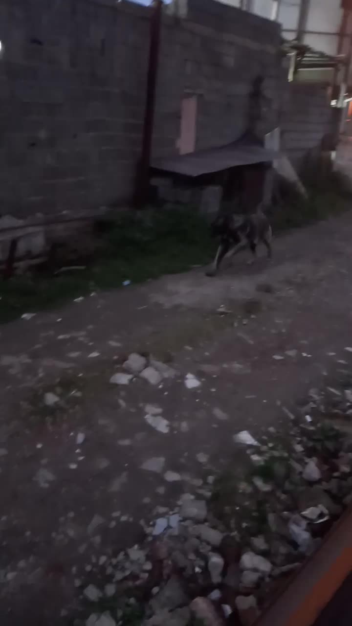 سگ سراب|سگ|رشت, نظری|دیوار