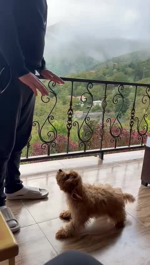 واگذاری سگ پودل-تریر(میکس)|سگ|رشت, دیلمان|دیوار