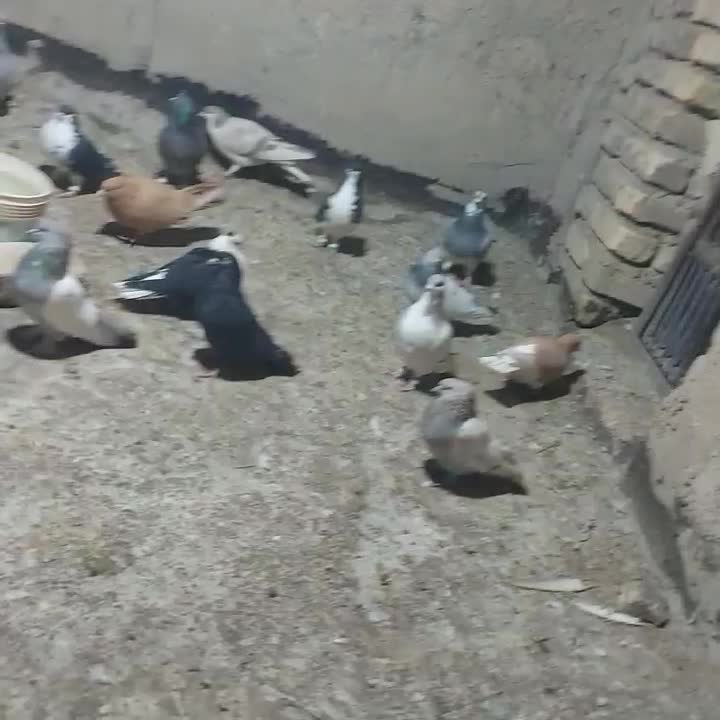 برای فروش طبق تصاویر که میبینید|پرنده|شیراز, دشت چنار|دیوار