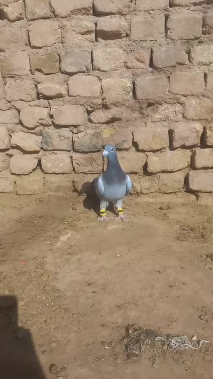 سبز نر قلدر|پرنده|رشتخوار, |دیوار