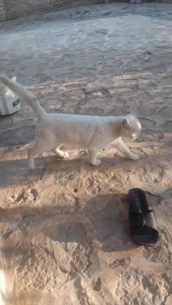 واگذاری گربه خانگی ملوس جوون|گربه|گلمکان, |دیوار