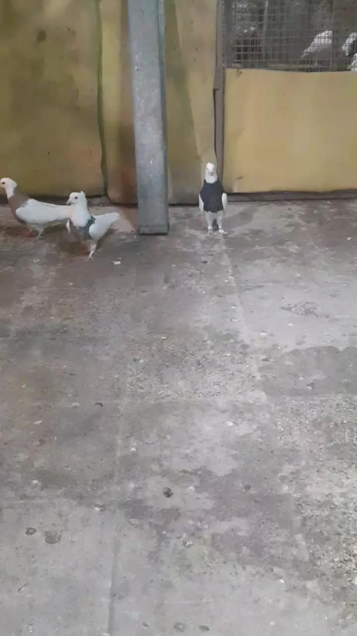 کبوتر|پرنده|جلیل آباد, |دیوار