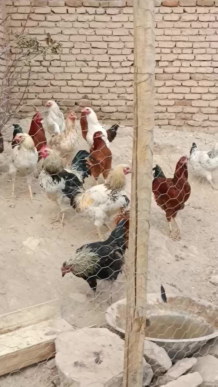 خروس کردی|حیوانات مزرعه|کرمانشاه, |دیوار