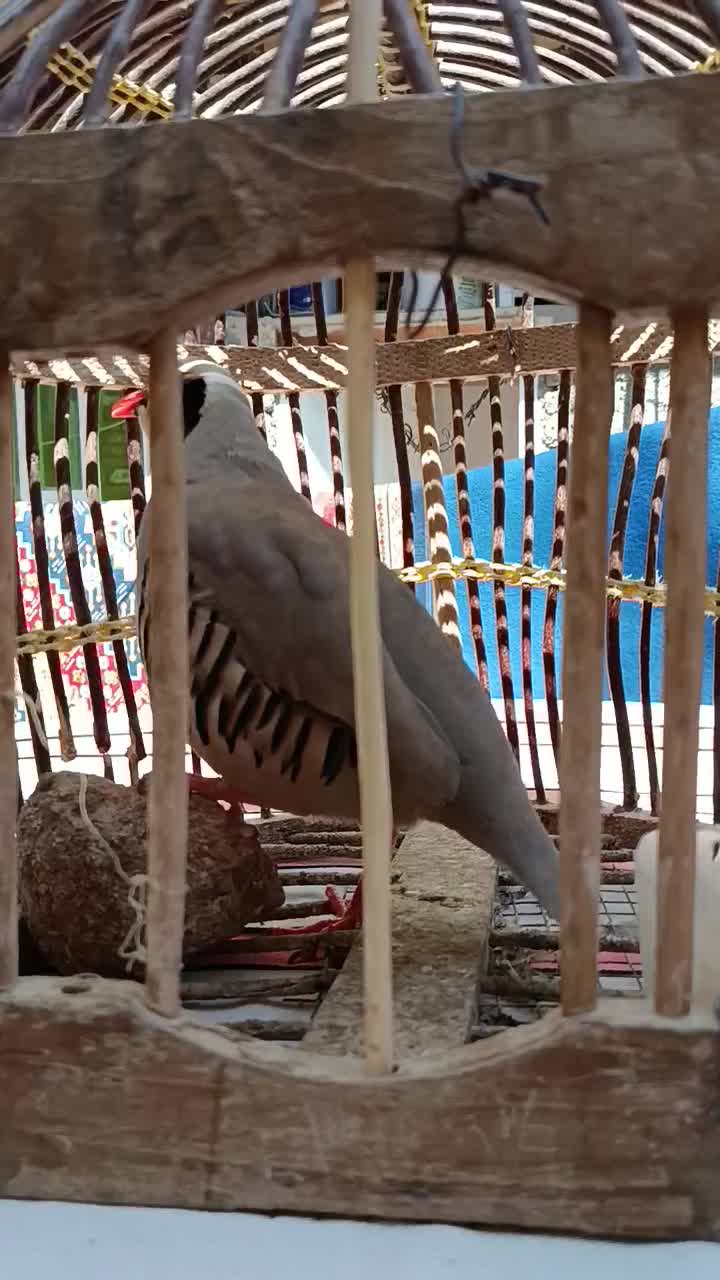 پرنده|پرنده|کوهدشت, |دیوار