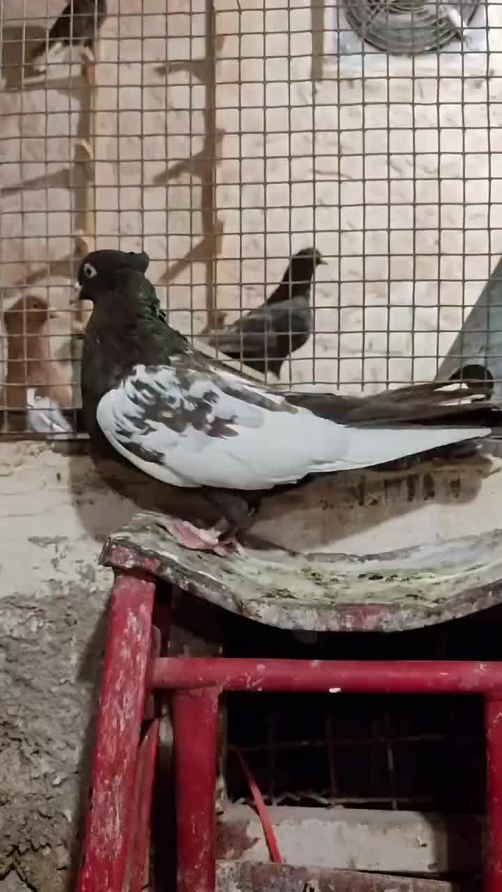 کبوتر سینه قهویی ماده|پرنده|کارون, |دیوار