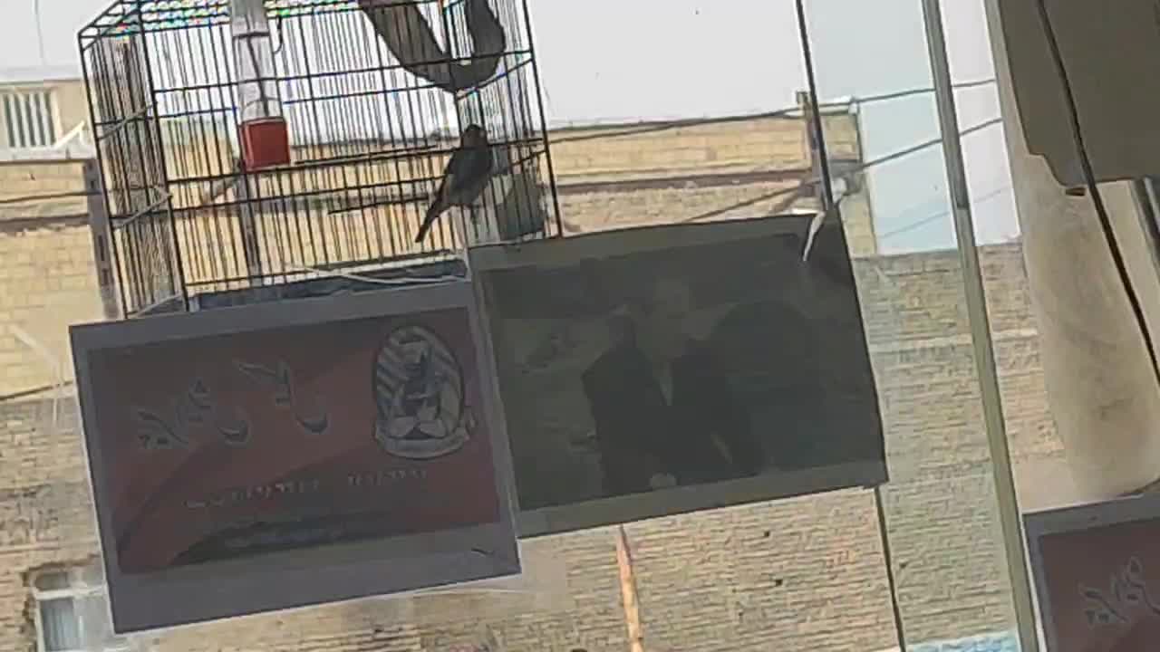 سهره دورگ|پرنده|بومهن, |دیوار