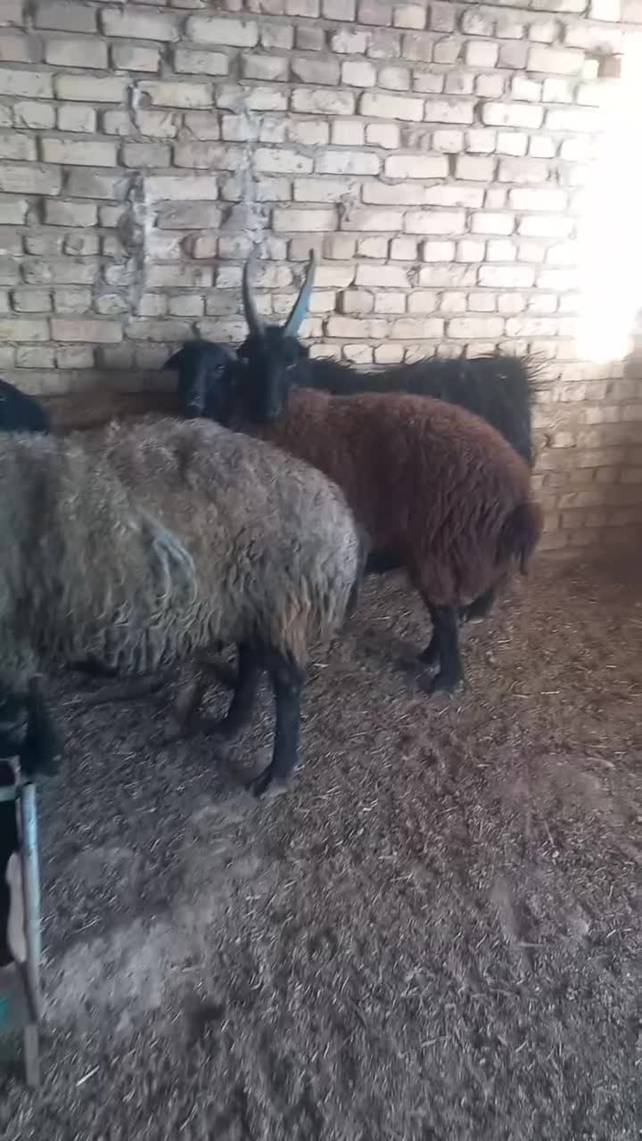 قوچ نربز|حیوانات مزرعه|جوادآباد, |دیوار