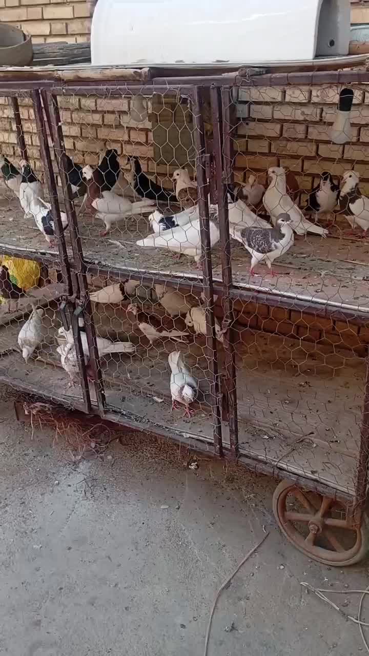 کبوتر|پرنده|بندر ماهشهر, |دیوار