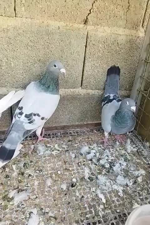 ۵۰۰|پرنده|کوار, |دیوار