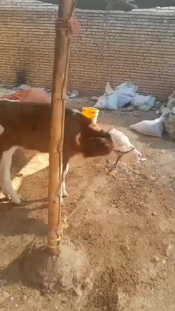 گوساله نر اصل سیمینتال|حیوانات مزرعه|مسجد سلیمان, |دیوار