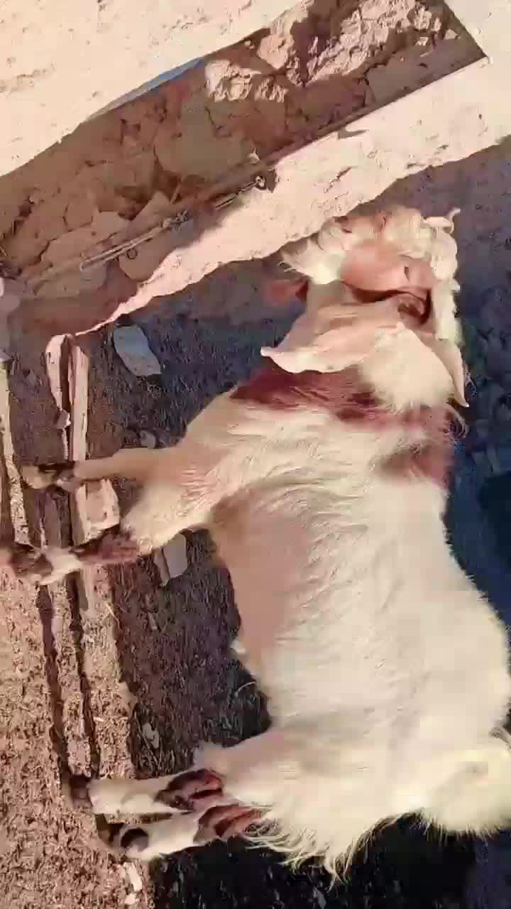 نربز۲سال|حیوانات مزرعه|تربت جام, جامرود|دیوار