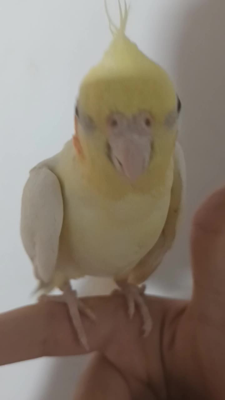 جفت عروس هلندی|پرنده|سرداران, |دیوار