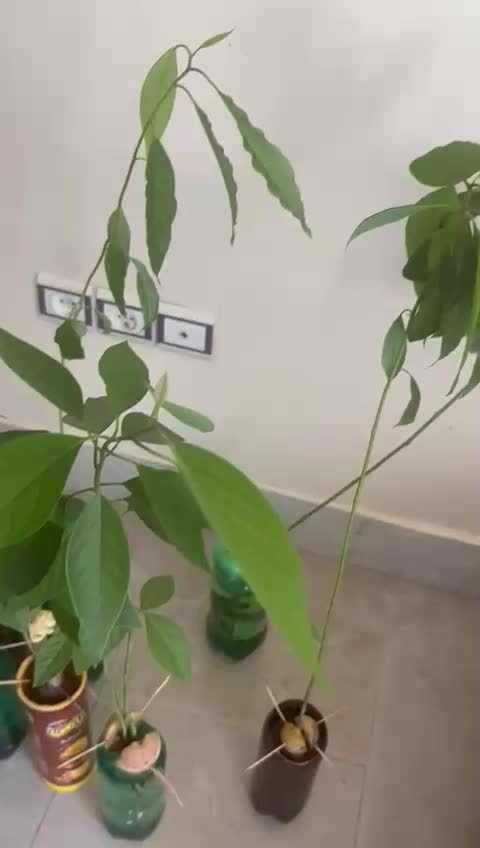 نهال آواکادو|گل و گیاه طبیعی|اصفهان, چشمه باقرخان|دیوار