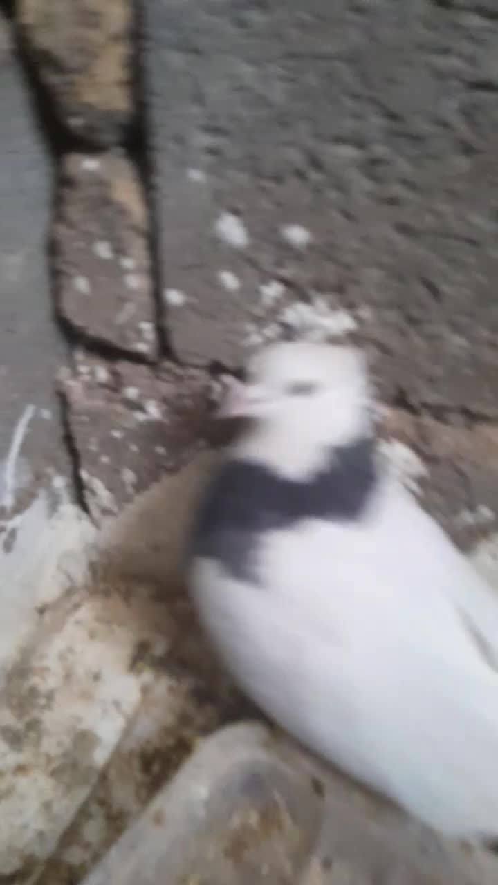 پوللازم|پرنده|بروجن, |دیوار