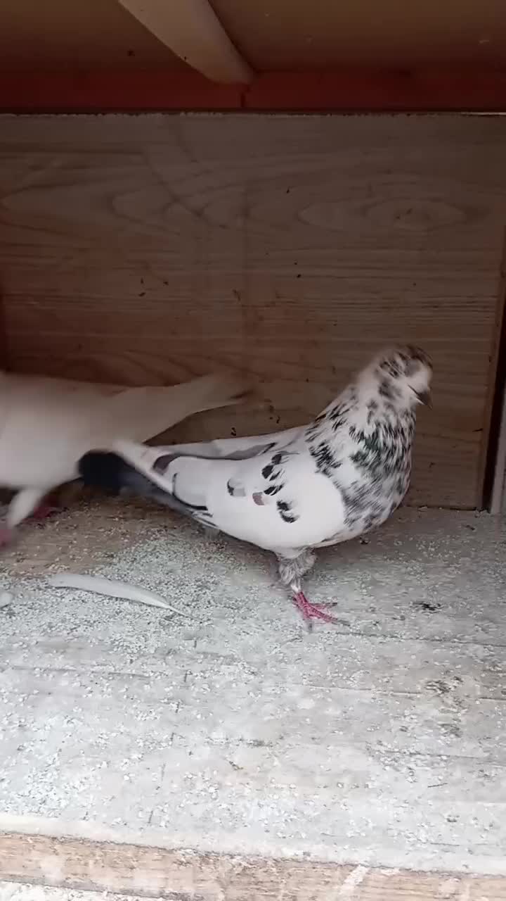 جفت کبوتر پرشی|پرنده|رشت, قاسمیه|دیوار