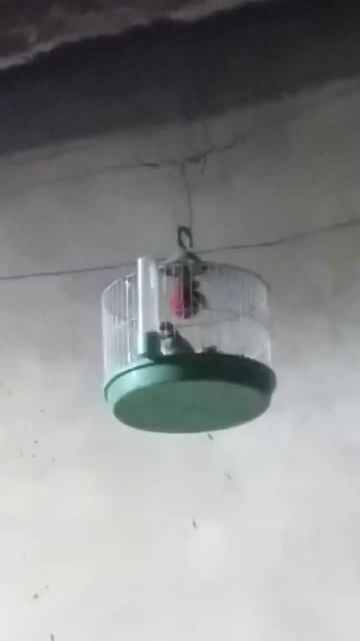 سهره خاکی|پرنده|بروجرد, |دیوار