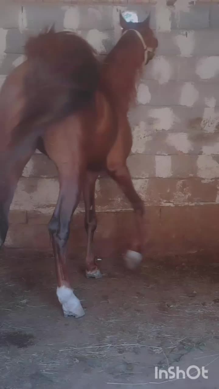 نریان عرب|اسب و تجهیزات اسب‌سواری|مرند, |دیوار