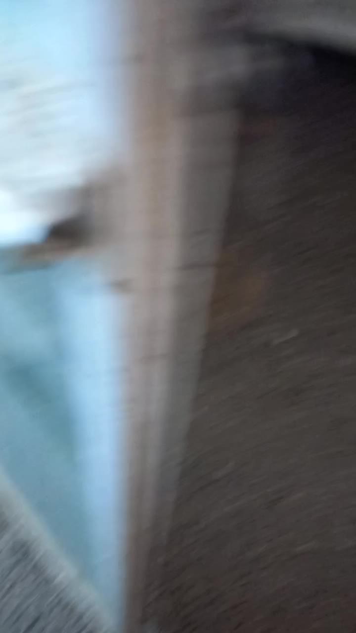 فنچ نرگسی سیلور|پرنده|بیرجند, |دیوار