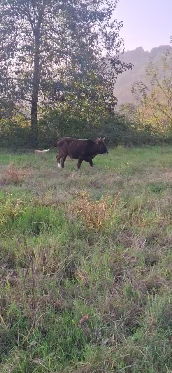 لیشه  گاو چالوسی آس|حیوانات مزرعه|املش, |دیوار