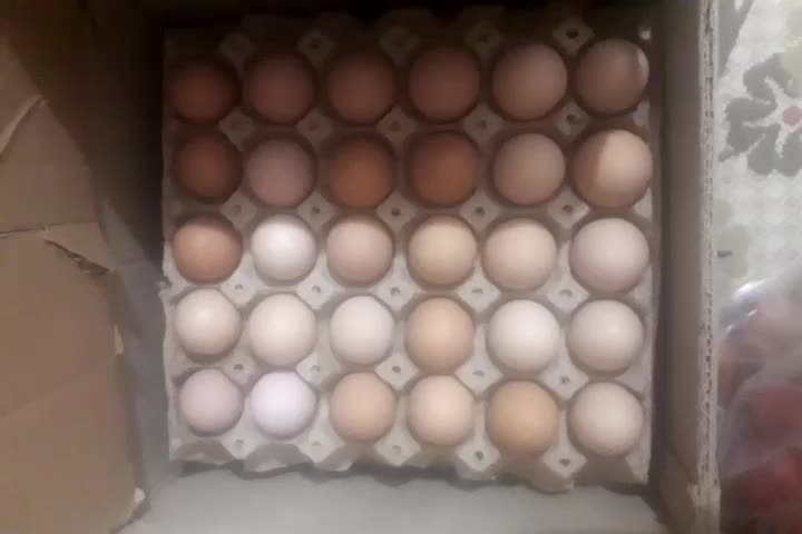 تخم مرغ گلپایگانی|خوردنی و آشامیدنی|قم, شهرک فاطمیه|دیوار