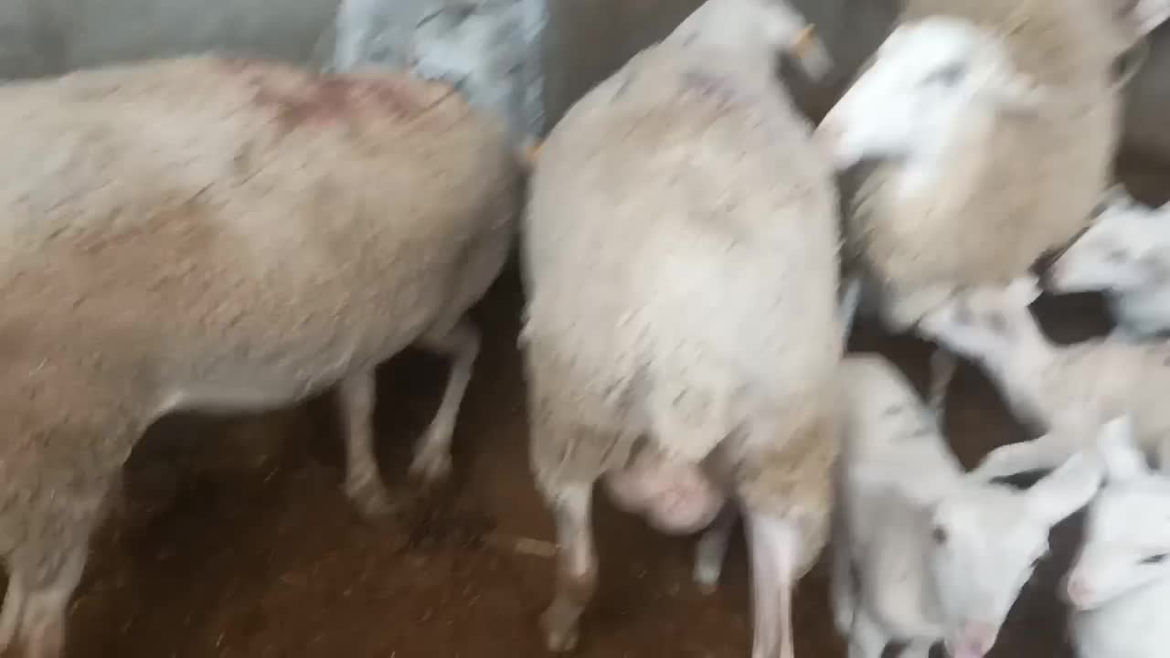 بره لاکن|حیوانات مزرعه|چناران, |دیوار