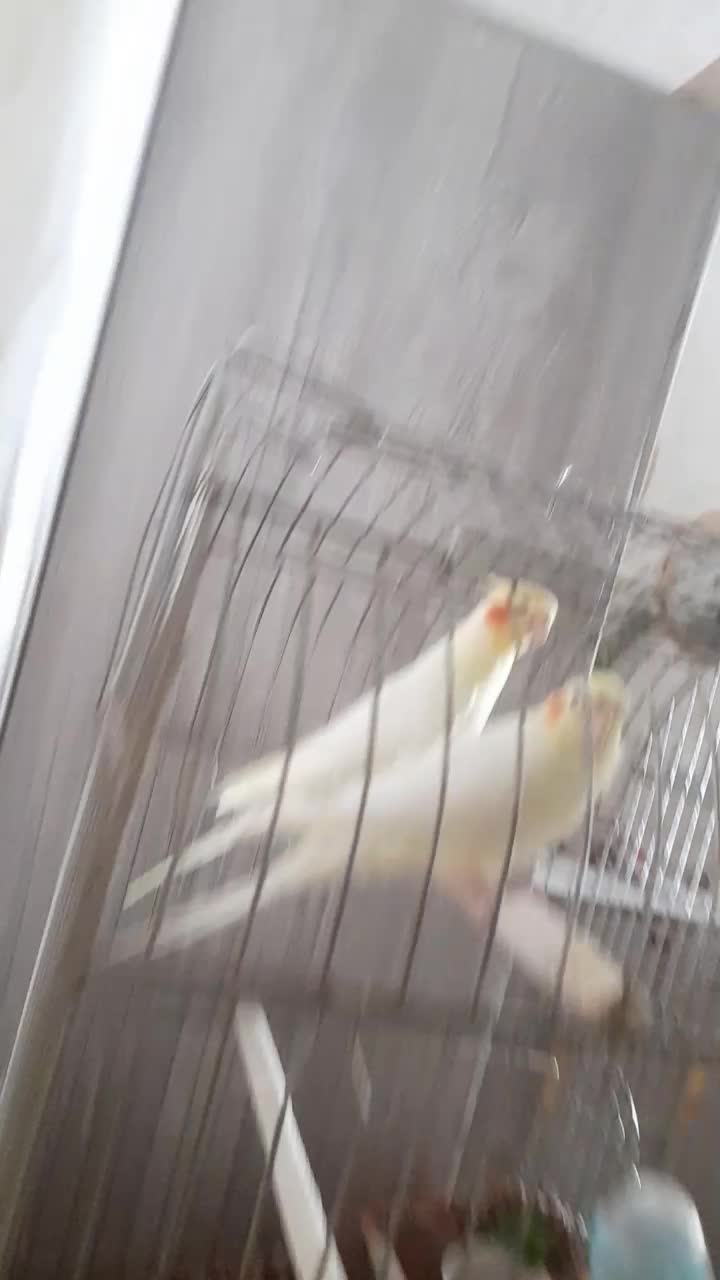 عروس هلندی دوتا نر سخنگو و۳تا جوجهاش شهرری|پرنده|ری, حمزهآباد|دیوار