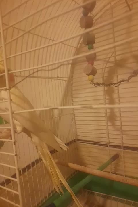 ماده آماده|پرنده|رشت, پیرکلاچای|دیوار