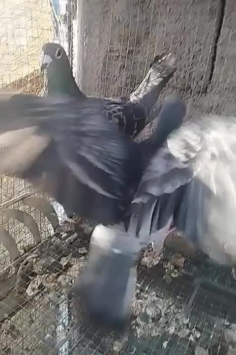 جفت گربه ای|پرنده|جهرم, |دیوار