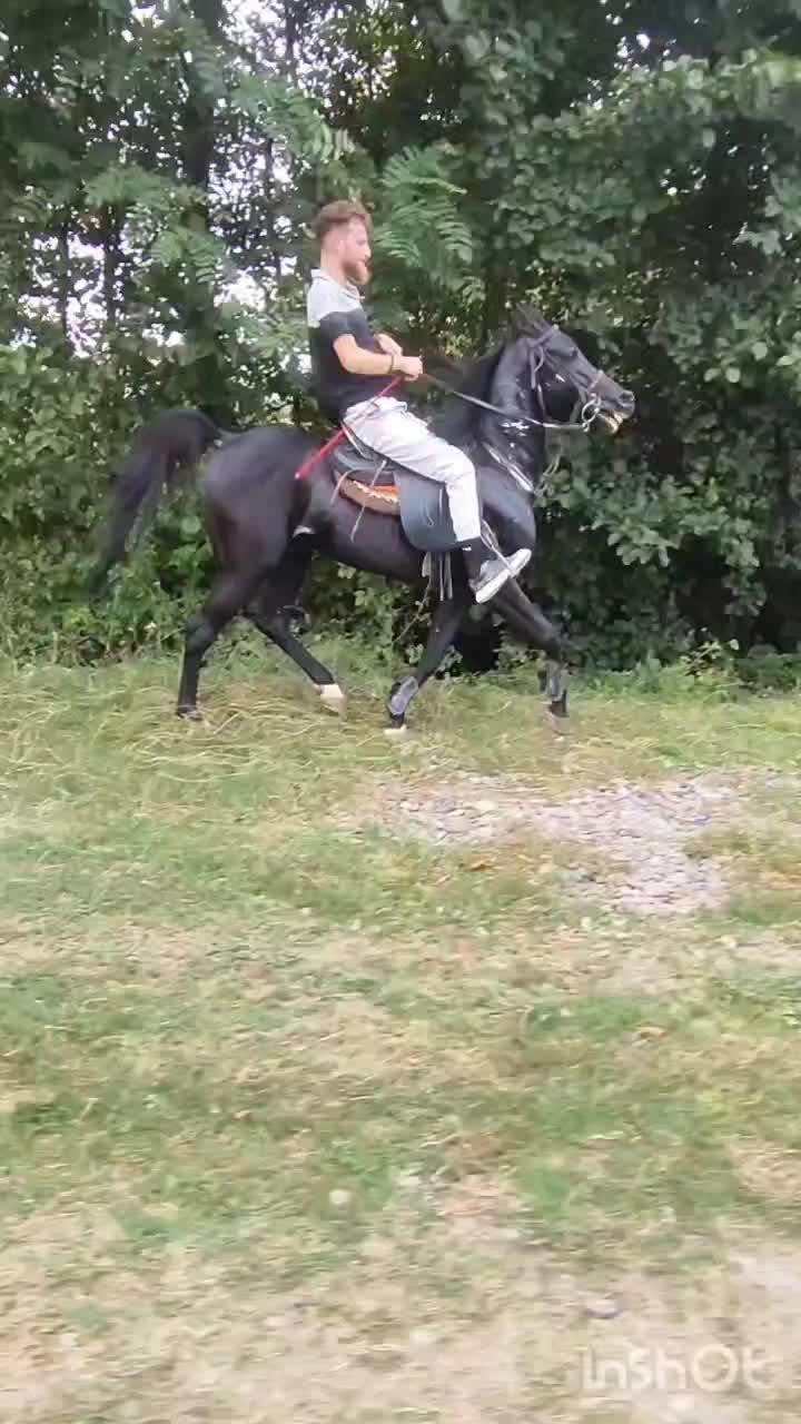 اسب مشکی ذغالی|اسب و تجهیزات اسب‌سواری|اسلام‌شهر, بهرام آباد|دیوار