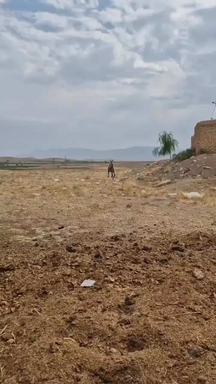 فروش کره مادیان|اسب و تجهیزات اسب‌سواری|شاهین‌شهر, گزبرخوار|دیوار