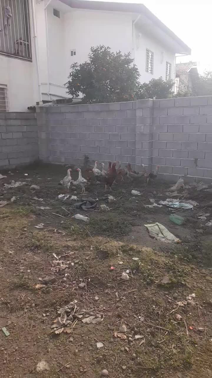 مرغ لاری باخروس|حیوانات مزرعه|خرم‌آباد (تنکابن), |دیوار