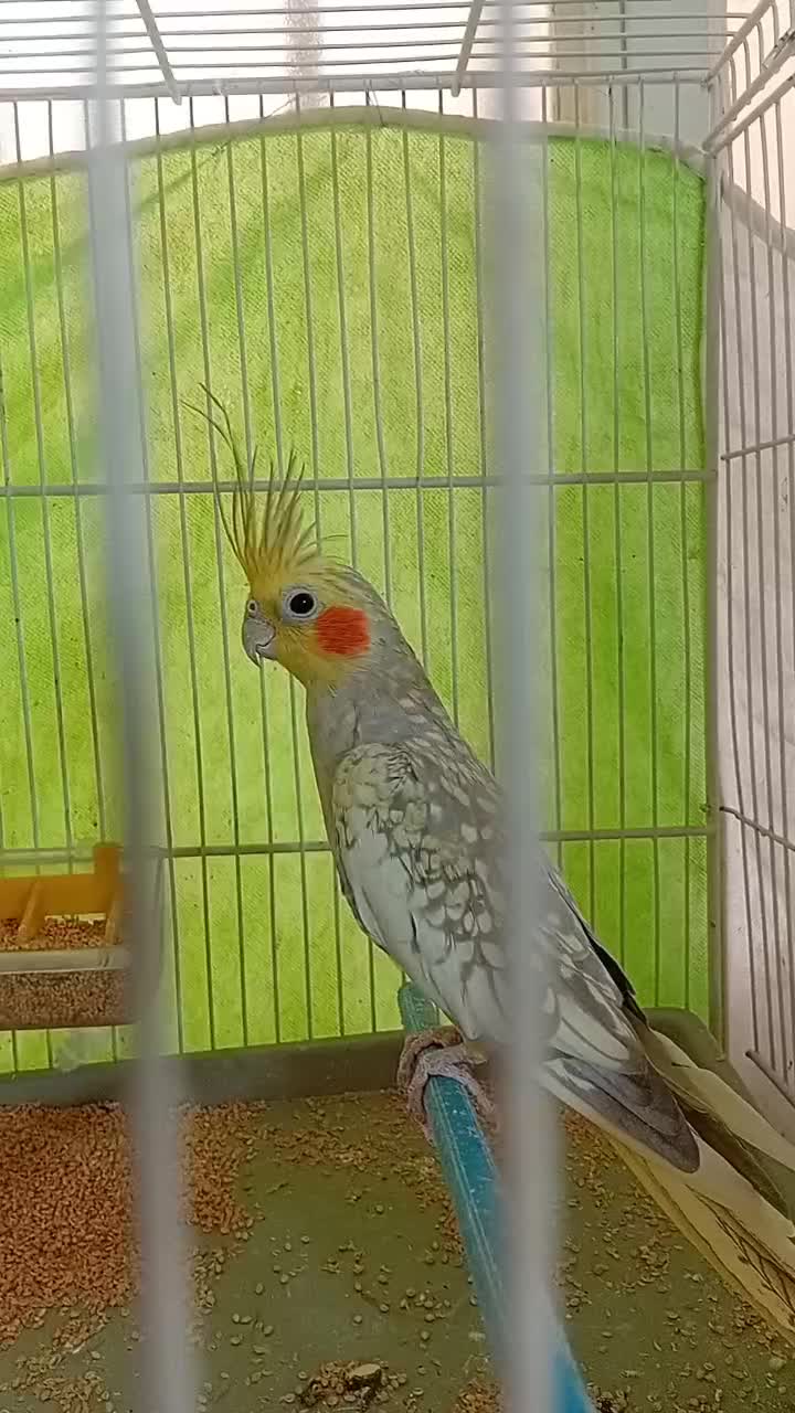 عروس هلندی|پرنده|فردوس (خراسان), |دیوار