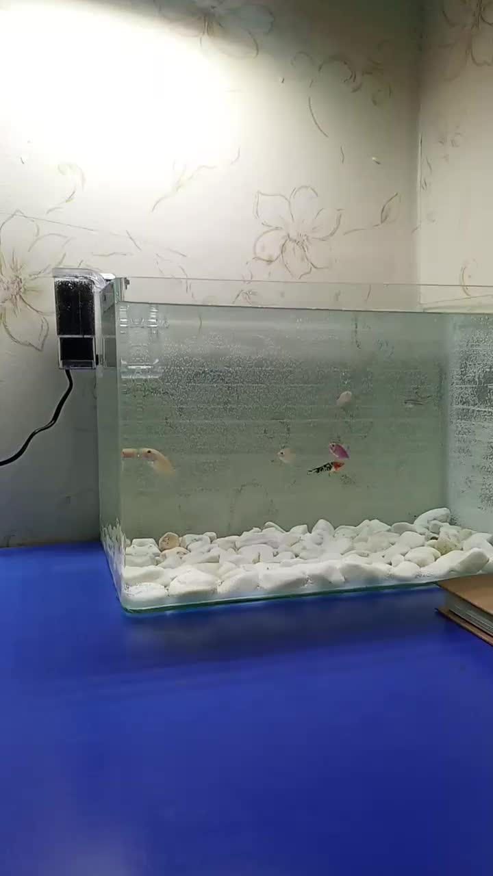 آکواریوم شرکتی|ماهی|مشگین شهر, |دیوار