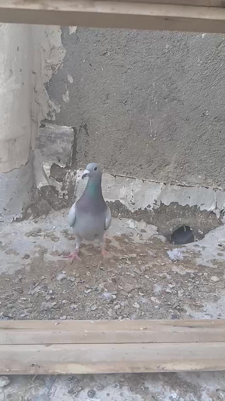 سبز ماده|پرنده|تربت جام, جامرود|دیوار