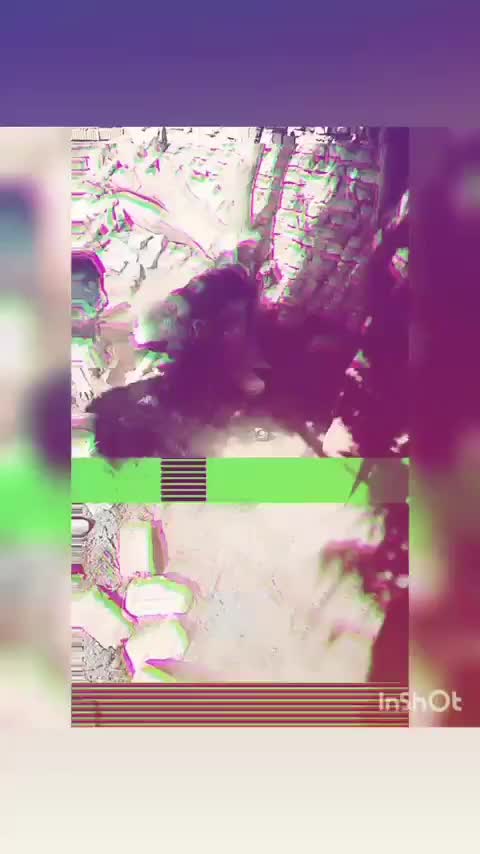 واگذار سگ قدرجونی ماده|سگ|سرچهان, |دیوار