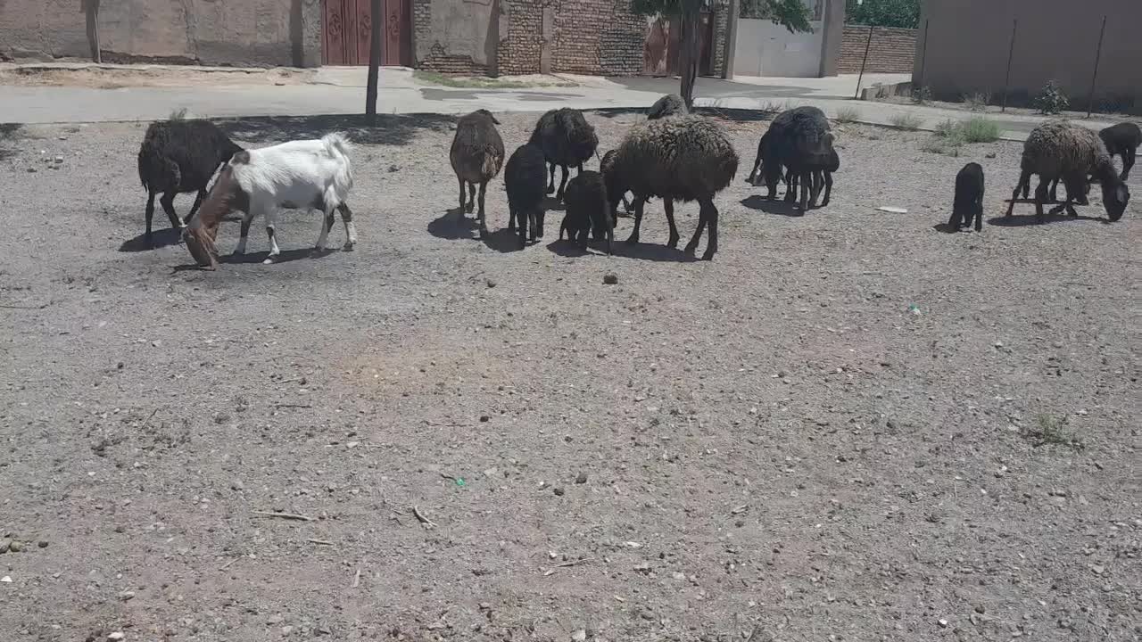 میش جوان|حیوانات مزرعه|ساوه, |دیوار