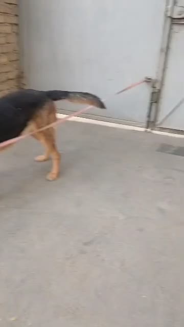 توله سگ ژرمن|سگ|قرچک, پارس سرام|دیوار