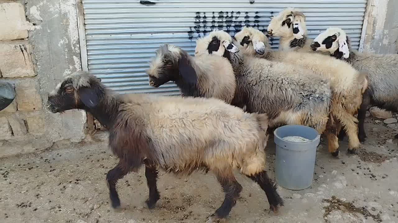 گوسفند داشتی|حیوانات مزرعه|زاگرس, |دیوار