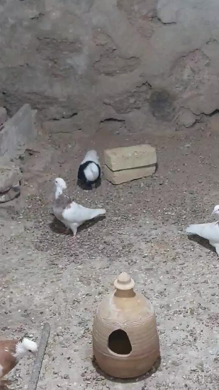 طوق سیاه زرین نر|پرنده|ابرکوه, |دیوار