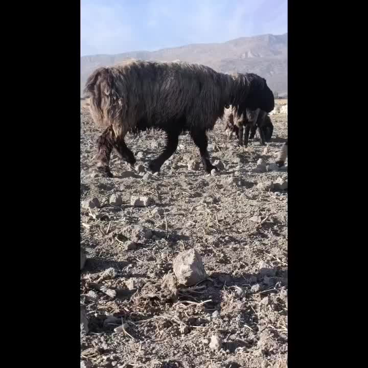 کاوه قوچ بختیاری|حیوانات مزرعه|ارژن, |دیوار