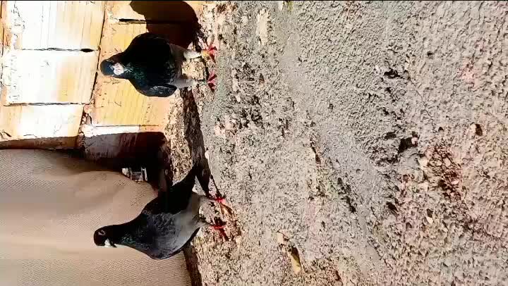 کبوتر|پرنده|تربت‌حیدریه, باغ ملی|دیوار