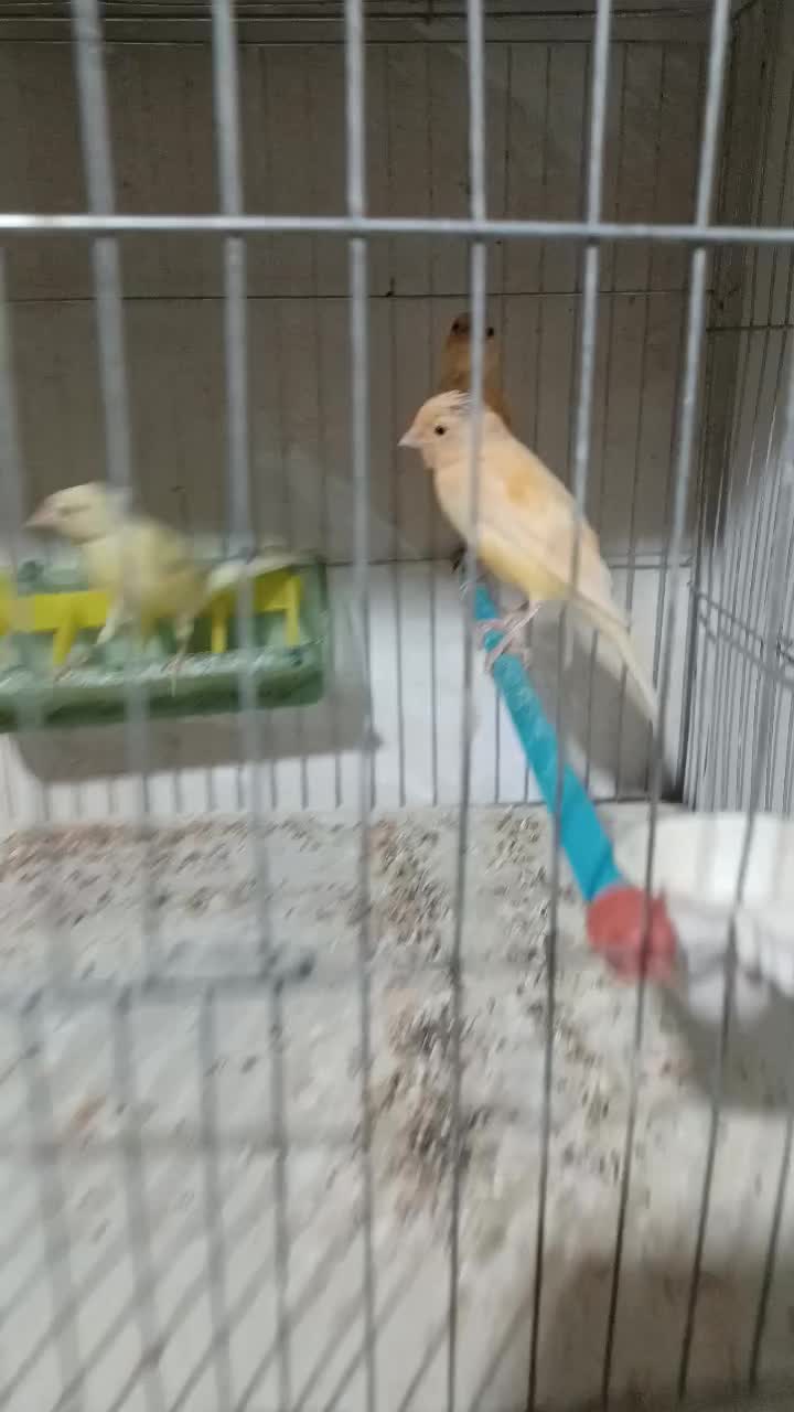 ۴تا قناری جوان طلایی و قرمز|پرنده|اردبیل, |دیوار