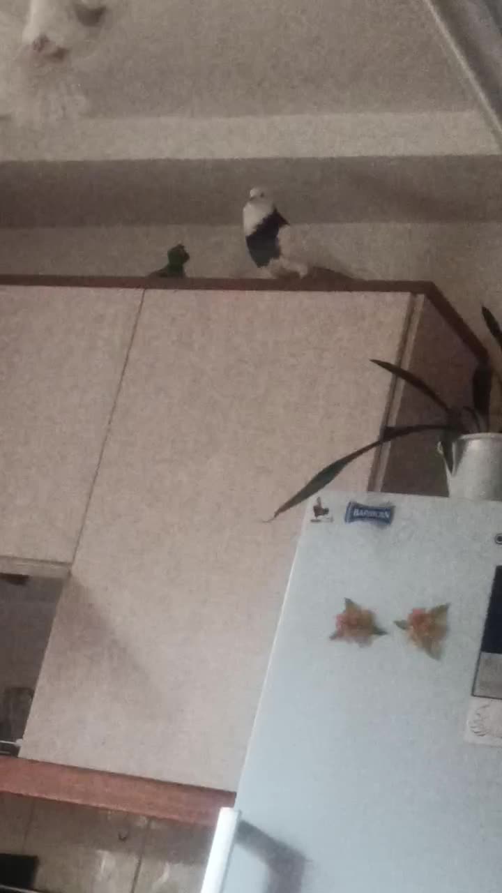 کبوتر|پرنده|محمدیه-قزوین, |دیوار