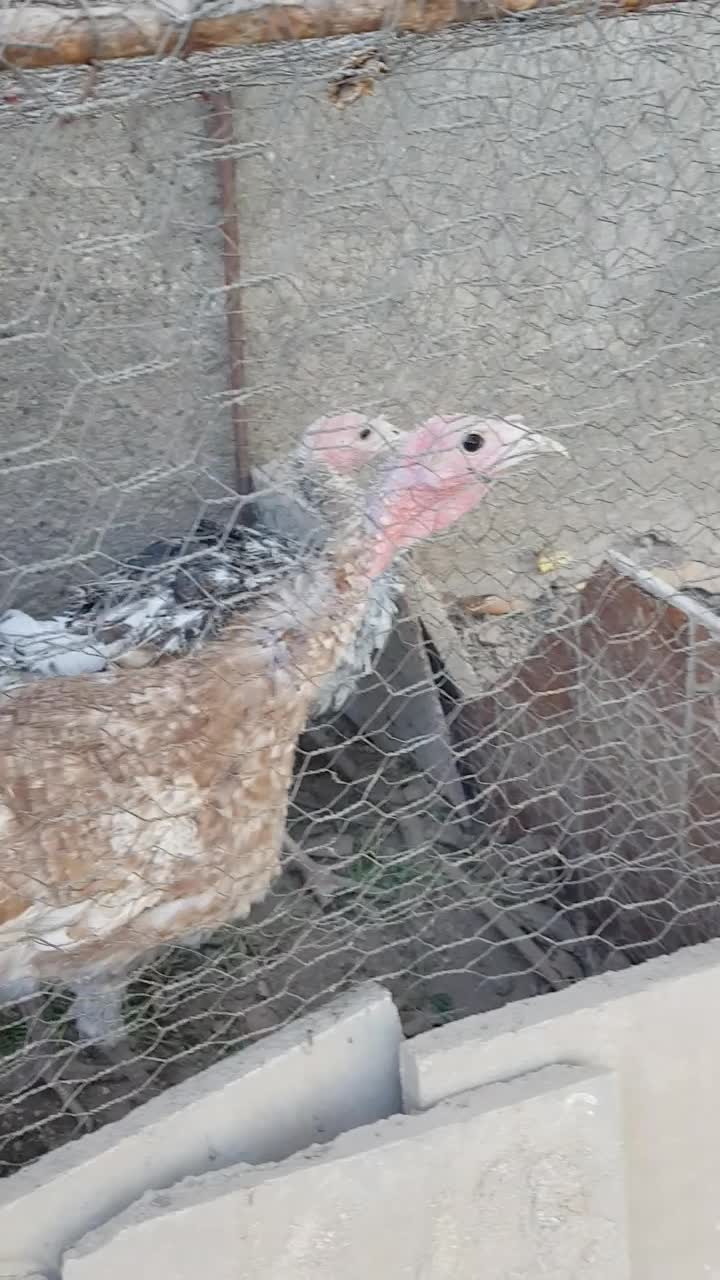 بقلمون زیبا و جوان فروش یا معاوضه|حیوانات مزرعه|جیرفت, |دیوار