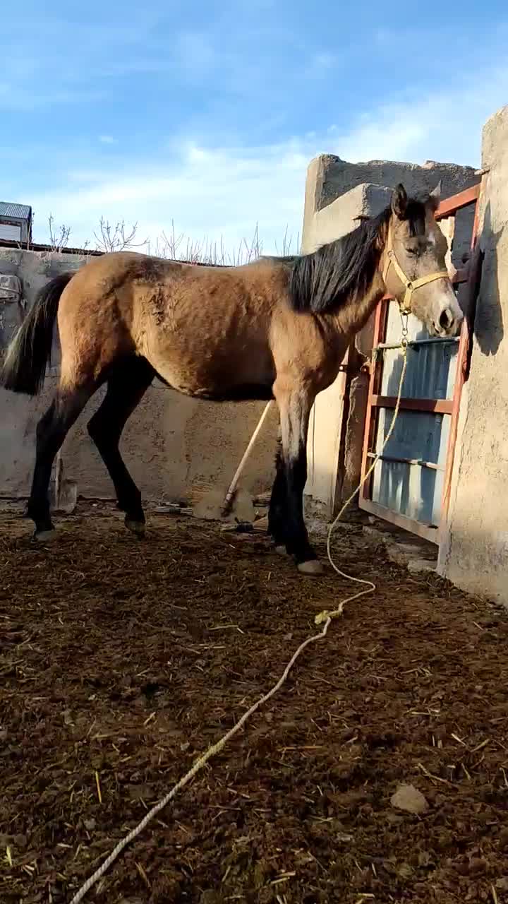 اسب مادیان|اسب و تجهیزات اسب‌سواری|قزوین, |دیوار