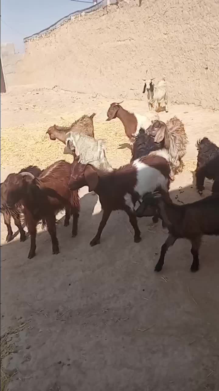بره ماده|حیوانات مزرعه|همدان, |دیوار