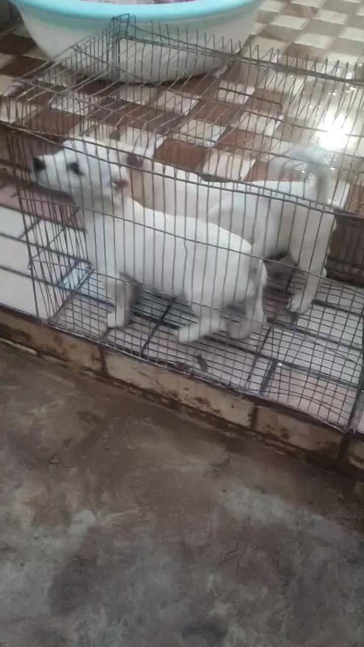 سگ،شیتزو پامر|سگ|بم, |دیوار